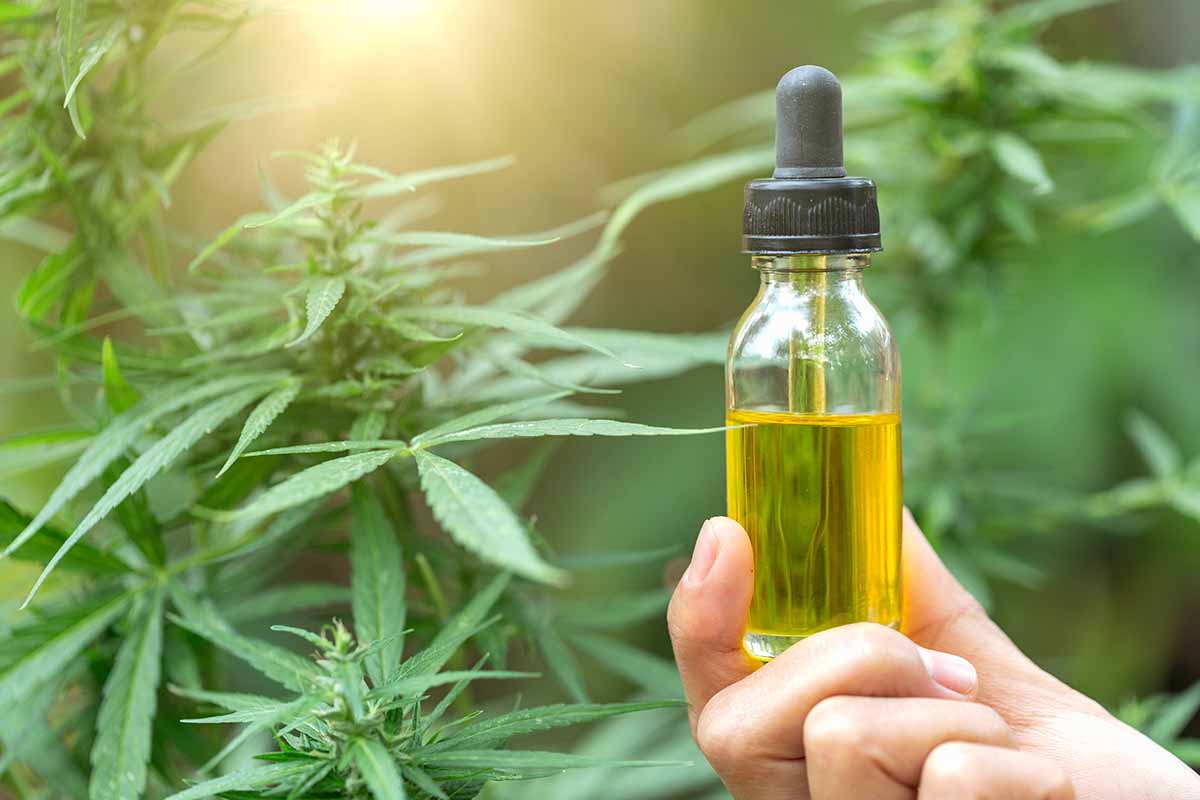 A Guide to Beating Pandemic Stress and Anxiety with Cannabis in 2021